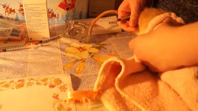 Как самостоятельно сделать крысе уколы в мышцу смотреть онлайн