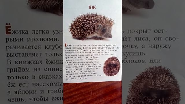 Кто живет в лесу ? Ежик смотреть онлайн