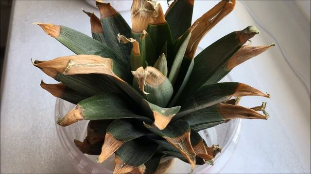 Ananas? Укореняю коронку от покупного ананаса?Размножение ананасов. Как вырастить ананас. Лайфхаки смотреть онлайн