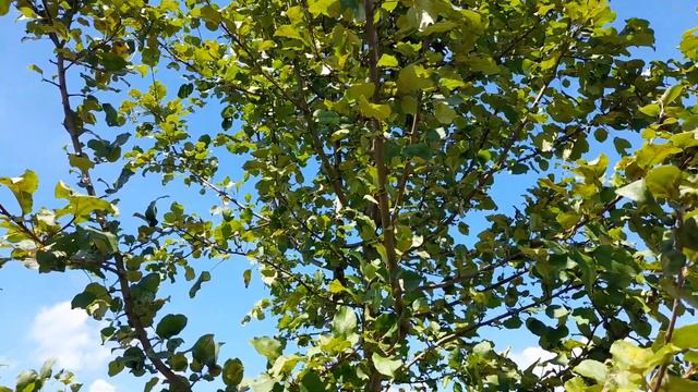 9.Vlll.2023г. Суджа. Путь на Гусинец. смотреть онлайн