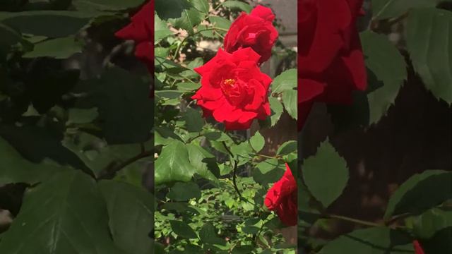 Сказка из красных роз смотреть онлайн