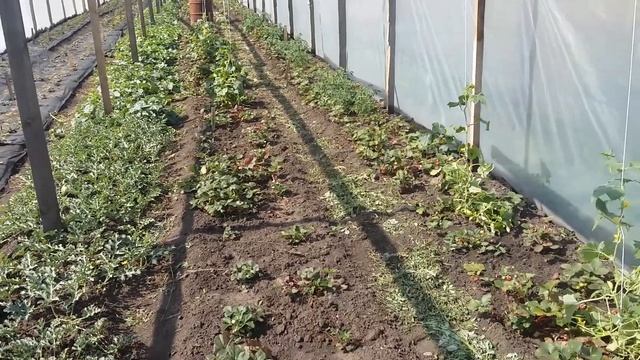 Немного о теплице. Накрываю крышу. смотреть онлайн