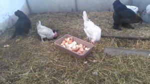 ПРОБЛЕМА! Куры расклевывают яйца