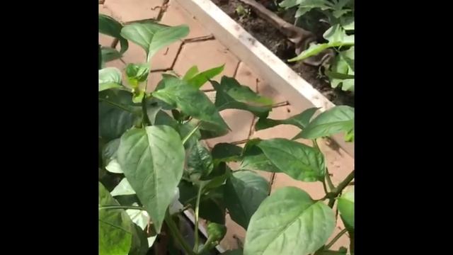 ПЕРЦЫ В ТЕПЛИЦЕ смотреть онлайн