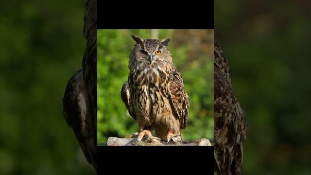 Филин птица смотреть онлайн