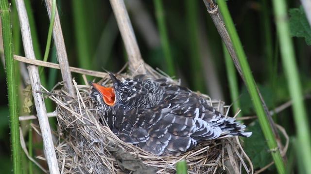 Кукушонок в гнезде 170621 3 болотной камышовки 23 июня 7DM2 из укрытия 2 смотреть онлайн