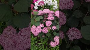 Древовидная гортензия Пинк Аннабель
