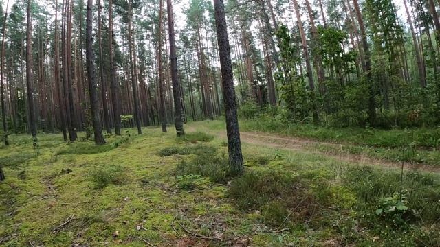 Первый в этом году гриб цыганка (колпак кольчатый). Рекомендую, очень вкусный. смотреть онлайн