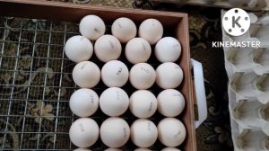 закладка яиц в инкубатор МАТРИЦА "ДЕЛИ"