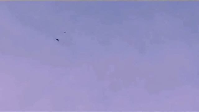 Сокол Сапсан/Ястреб Тетеревятник 19 АТАК на голубей. Falcon Peregrine/Goshawk 19 ATTACK Pigeons