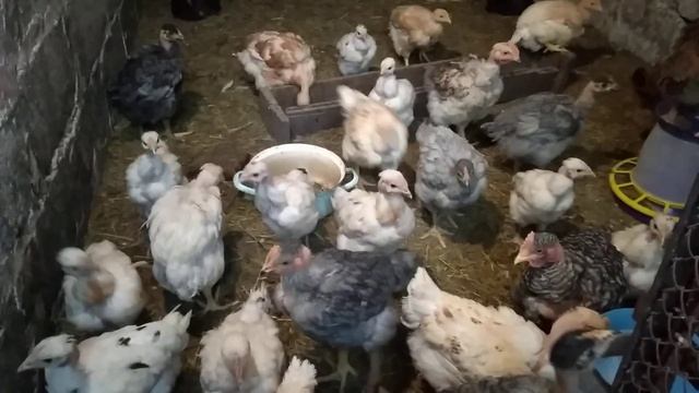 ЦЫПЛЯТА ГЕРКУЛЕС МЯСНАЯ ГОЛОШЕЙКА МУСКУСЫ ДРОЖЖЕВАЯ ПОДКОРМКА ЕЖИВИКА ТРОЙНАЯКОРОНА28 квітня 2020 р смотреть онлайн