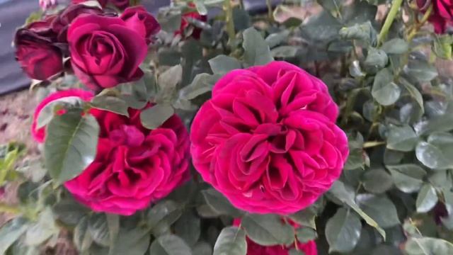 Астрід Ґрефін фон Гарденберґ (Astrid Gräfin von Hardenberg) дуже запашна темно-пурпурова троянда смотреть онлайн