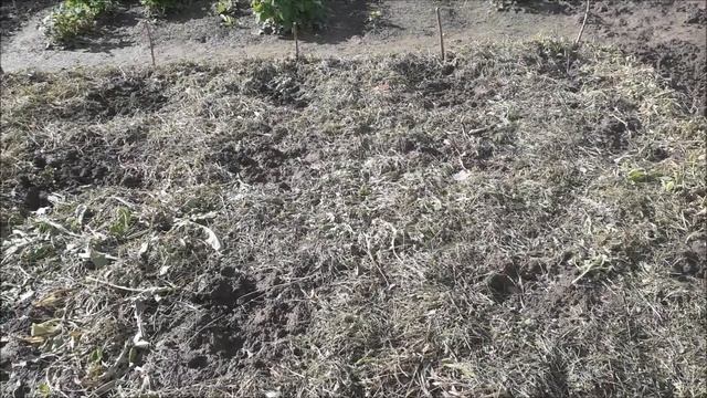 ВИДЕО 1 - проводим эксперимент посадки картофеля смотреть онлайн