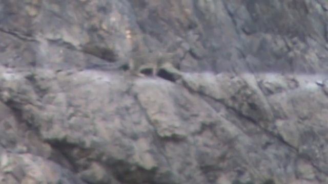 Уникальные кадры – инспекторы заповедника засняли снежного барса на видео смотреть онлайн