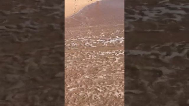 Sea lifestyle #sea #seasound #sharmelsheikh #egypt смотреть онлайн