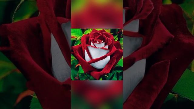 Самые красивые розы в мире? ?? смотреть онлайн