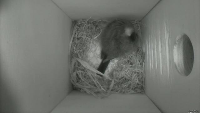 Nestbox 20190320/23:00 - 305 frames with movement смотреть онлайн
