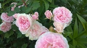 канадская роза Морден Блаш