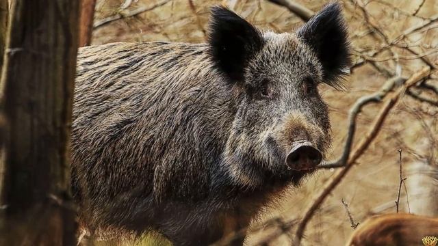 На что способен кабан секач и почему охотники его боятся? смотреть онлайн