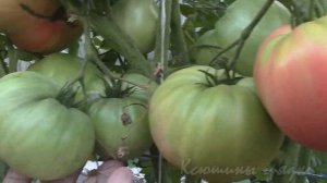 О сортах томатов МИЛЛИОНЕР