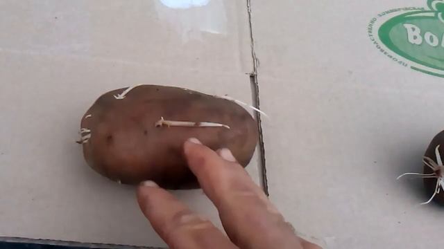 как выбрать посадочный картофель смотреть онлайн