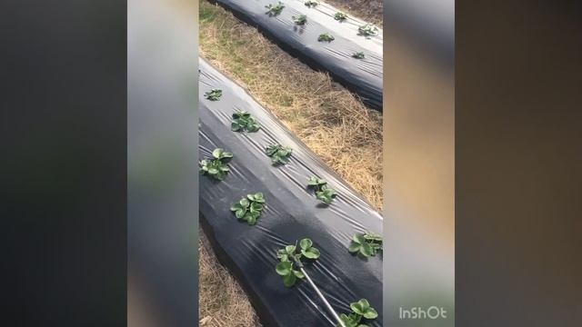 Препарат для клубники Скор! Подготовка к зиме смотреть онлайн