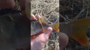 Рыбачим на сетку-ловушку FindFish