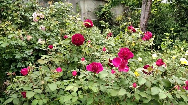 Репетиция розового бала. 27 мая 2023. смотреть онлайн