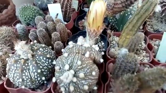 Astrophytum asterias. Цветочки астрофитума астериас. 26.06.2019 смотреть онлайн