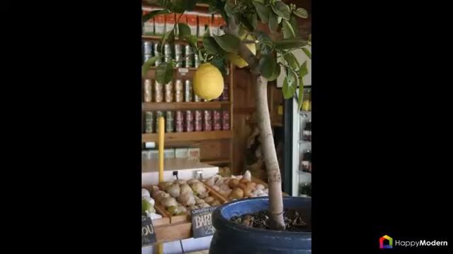 Комнатный лимон - сорта, уход в домашних условиях смотреть онлайн