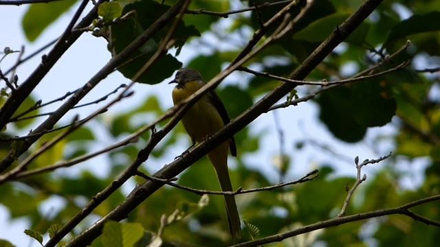 Potočna pliska (Motacilla cinerea) Grey Wagtail смотреть онлайн