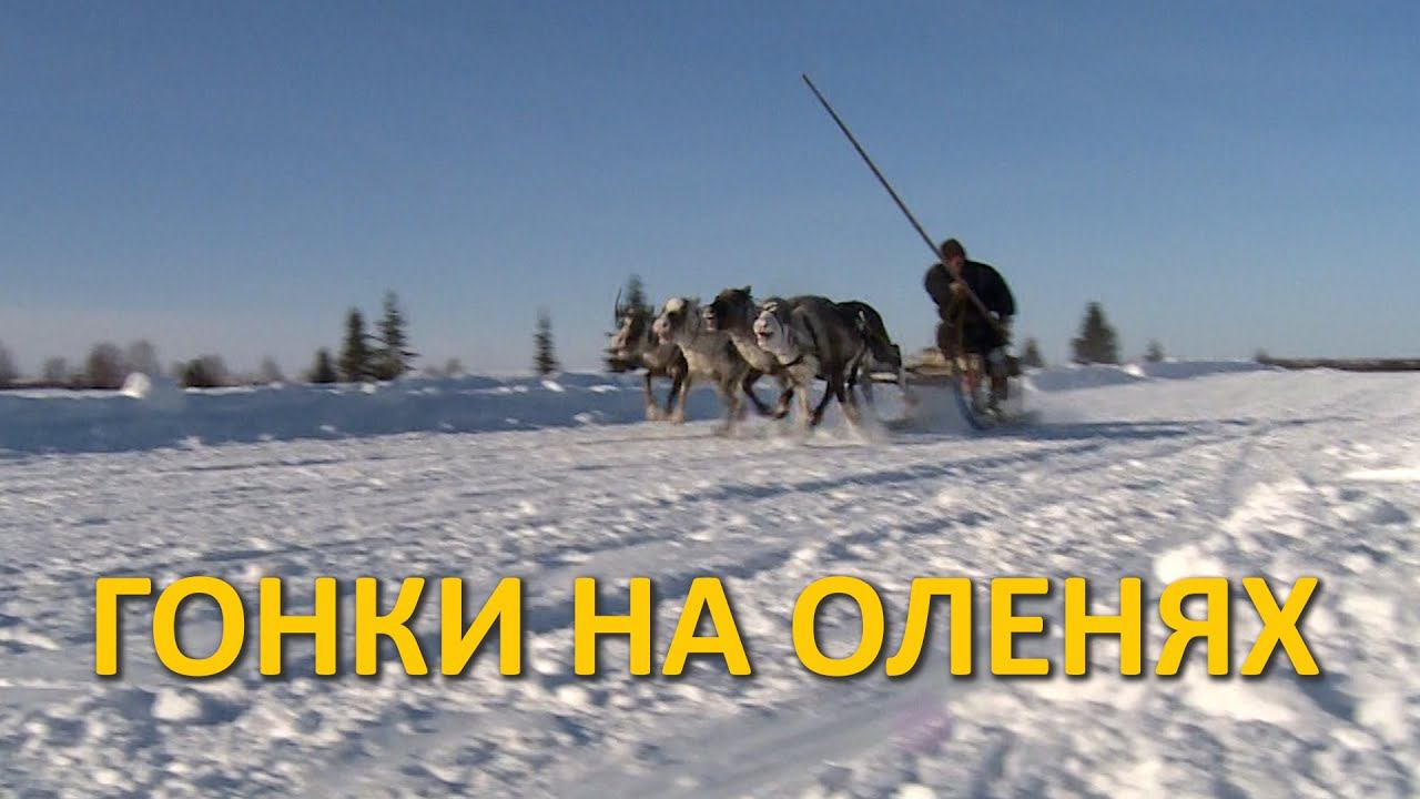 ГОНКИ НА ОЛЕНЯХ ПОСЁЛОК ХАРУТА 2019 DEER RACES смотреть онлайн