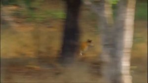 Хищники Джунглей - Тайны дикой природы Индии