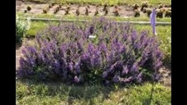 Angelonia