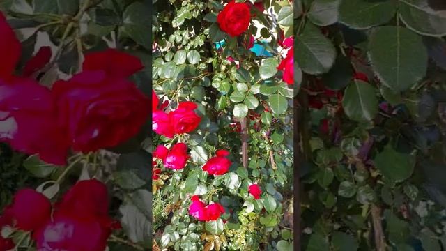 Роза Флорентина #plant #сад #gardening #flower #nature #мойсад смотреть онлайн