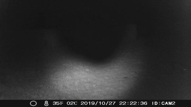 6 Month Test APEMAN H45 12MP 1080P Trail Wildlife Camera Videos & Pictures Camera 2 of 8 смотреть онлайн