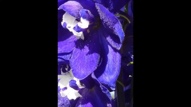 Delphinium: Václav Kovalčík, rok 2014 смотреть онлайн