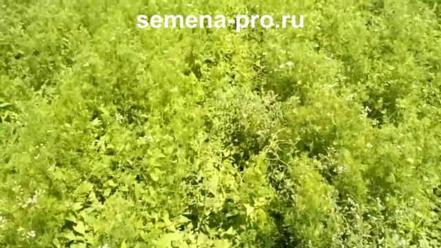 Канадский кориандр смотреть онлайн