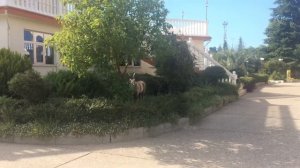 Пансионат Виктория / пляж Багратион / Лазаревское