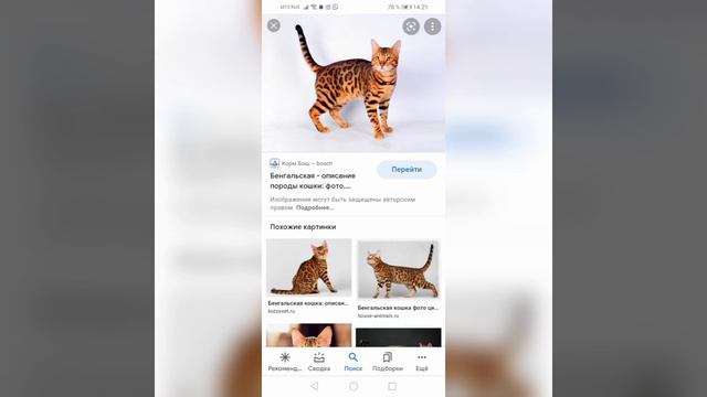 Кошки за которыми нужен особый уход, плюсы и минусы смотреть онлайн