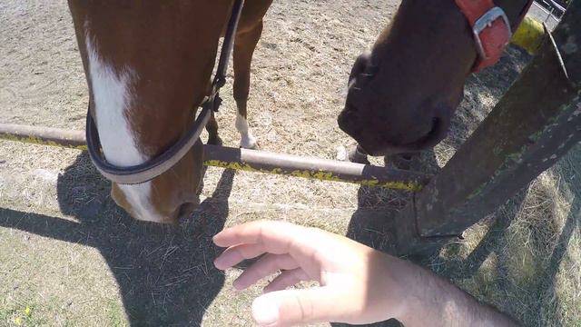 Коням нравится облизывать мою руку смотреть онлайн