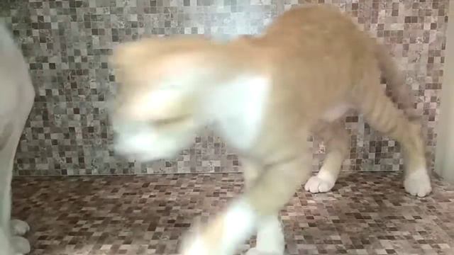 Украинский левкой. смотреть онлайн