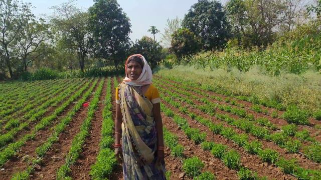 Stevia Farming by women farmers #khadyotnaturals #womenfarmers смотреть онлайн