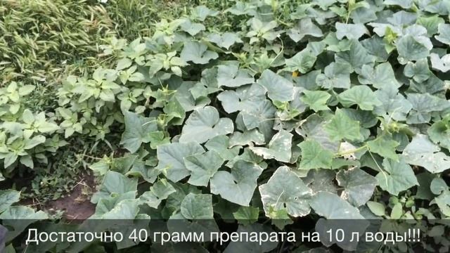 Ложная мучнистая роса на огурцах смотреть онлайн