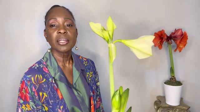 Amaryllis Bulb Update | No Soil to Soil Update // Gardening Mindfully смотреть онлайн