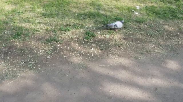 прогулка по окрестностям, летит пух в мае. смотреть онлайн
