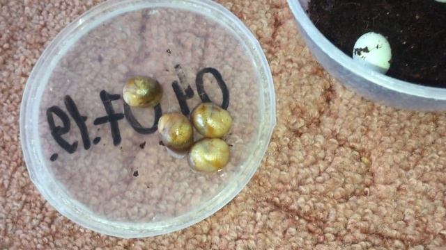 Яйца улитки вида Архахатина маргината маргината . Что делать с яйцами и улитятами смотреть онлайн