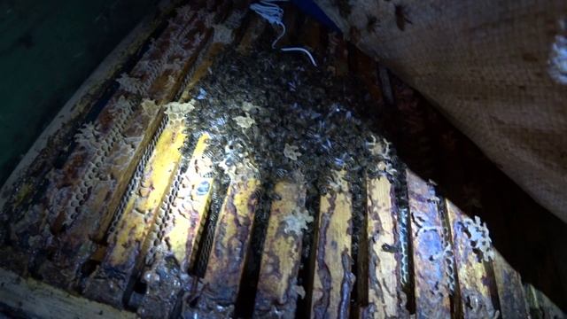 ЗИМОВКА ПЧЁЛ В ЯНВАРЕ, ОСНОВНЫЕ ПАРАМЕТРЫ ДЛЯ УСПЕШНОЙ ЗИМОВКИ ПЧЁЛ. смотреть онлайн