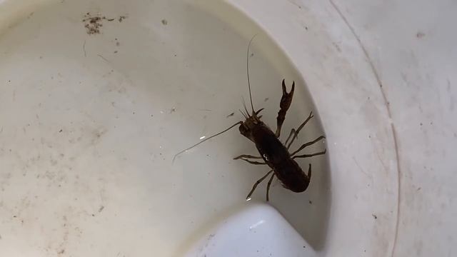 Hundreds of Baby Crawfish Lobsters Hatch and Escape from their HOME! смотреть онлайн
