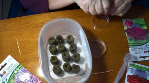 2023 Первые посевы петунии в минерало ватные пробки